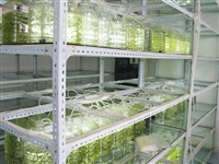 藻類生(shēng)産車(chē)間(jiān)